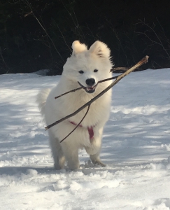 Taro pup met stok